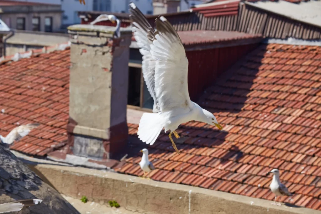bosphorus bay from the roof red roofs of istanbul gulls fly to istanbul turkey