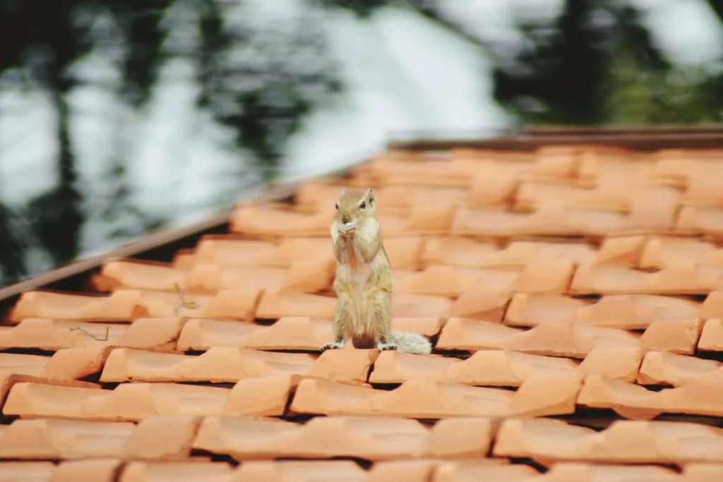 A squirrel perched on a roof, looking around curiously.