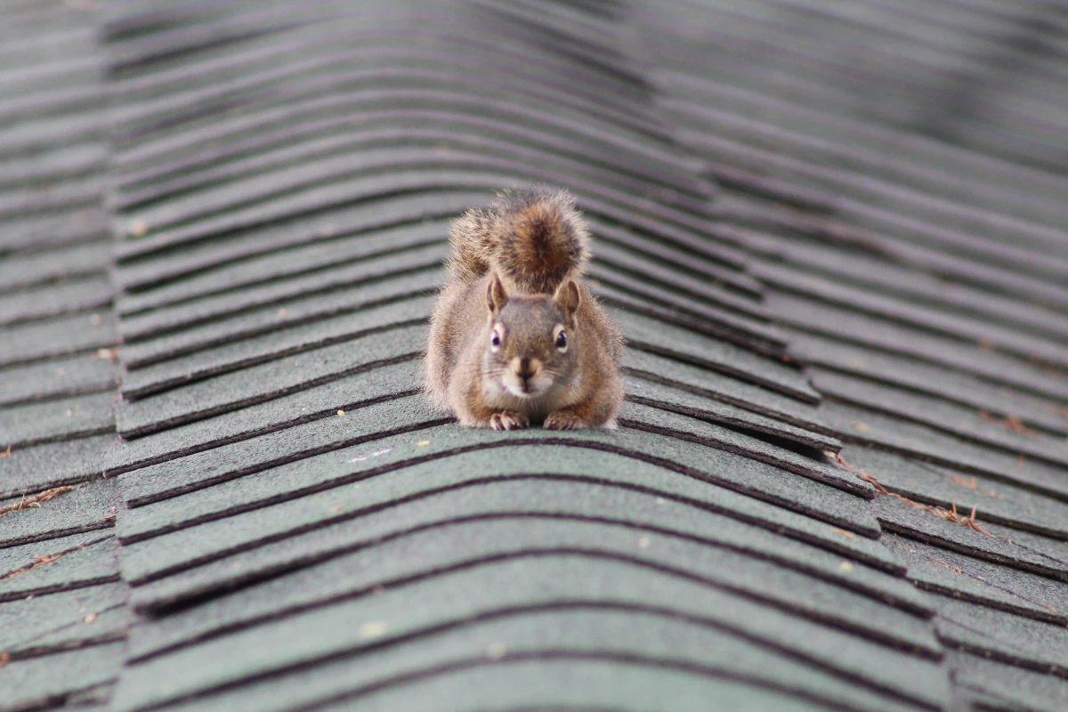Common Animals Found on Florida Roofs and How to Identify Them