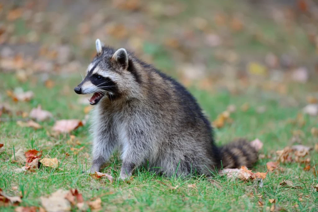 Raccoon in park in Montreal Canada