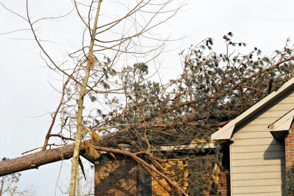 What to Do When a Tree Falls on Roof