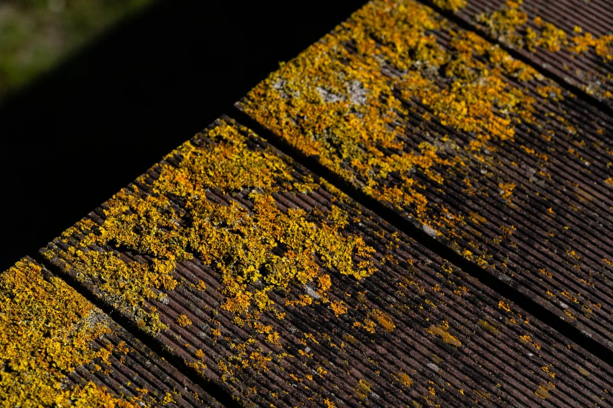Mold on Roof