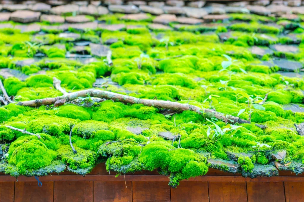 Green moss on the wood roof .
