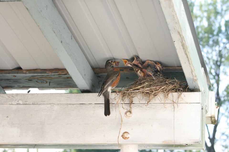How to Prevent Birds From Nesting In Your Roof