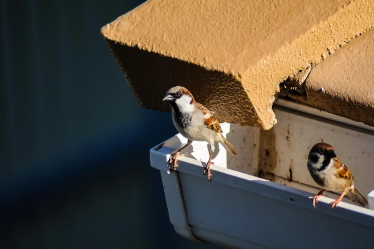 The Risks of Bird Nesting on Your Roof