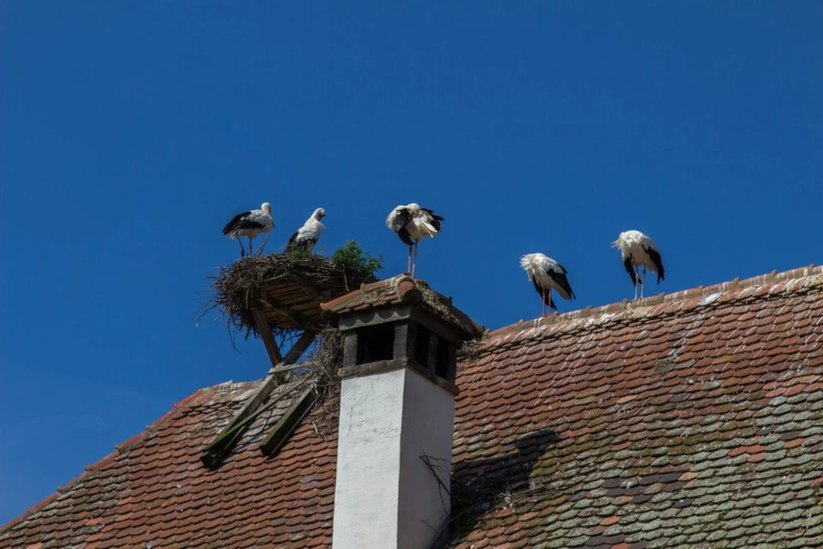 Low angle view birds perching roof against clear sky
